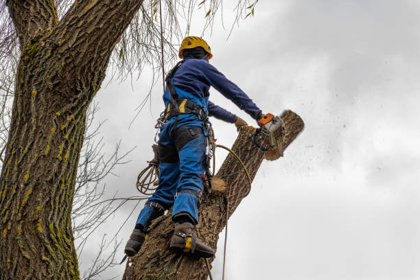 Best Tree Removal Cost  in USA